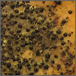 Verrucaria murina
