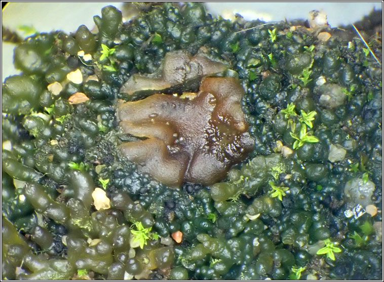 Collema tenax var ceranoides