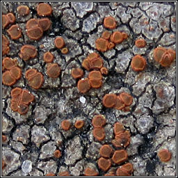 Kuettlingeria ceracea, Caloplaca ceracea