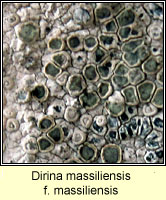 Dirina massiliensis f massiliensis