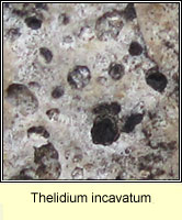 Thelidium incavatum
