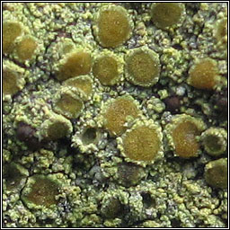 Flavoplaca austrocitrina, Caloplaca austrocitrina