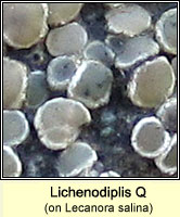Lichenodiplis Q, on Lecanora salina