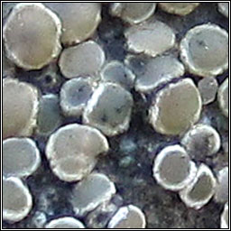 Lichenodiplis Q