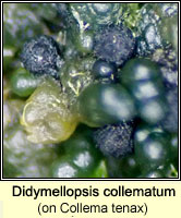 Didymellopsis collematum on Collema tenax v ceranoides
