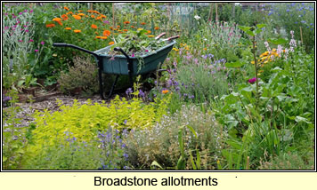 Broadstone allotments