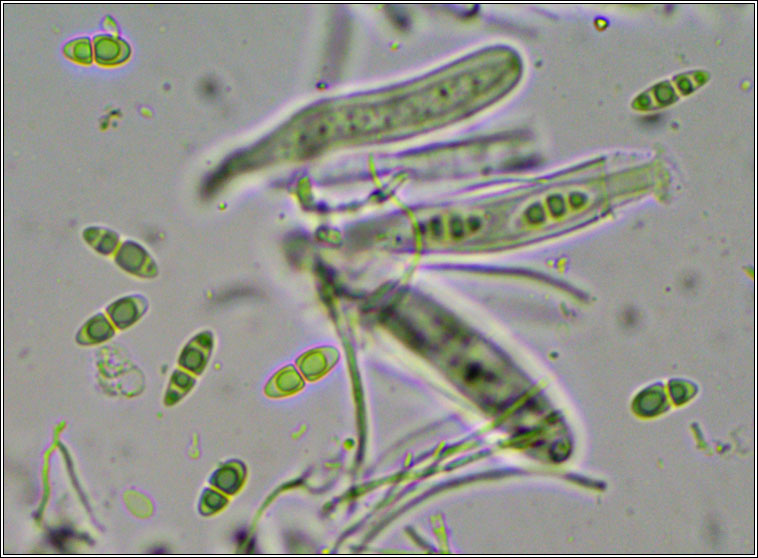 Anisomeridium biforme