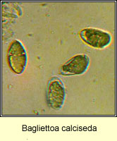 Bagliettoa calciseda