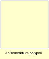 Anisomeridium polypori