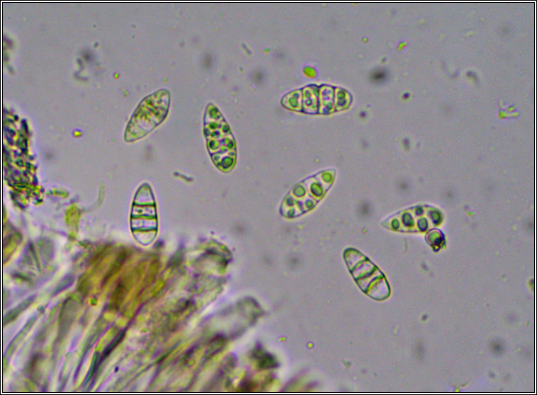 Collema tenax var ceranoides