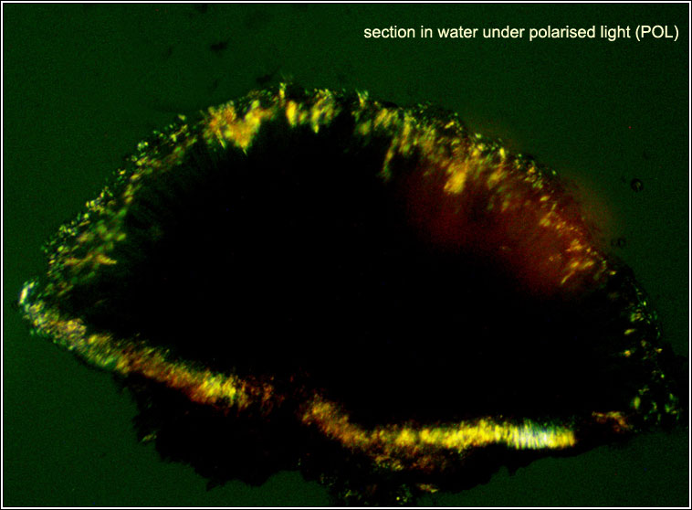Lecanora symmicta