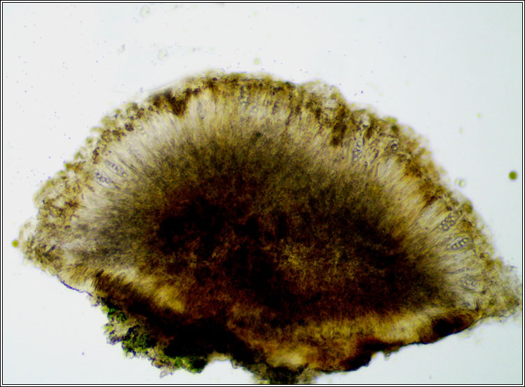 Lecanora symmicta