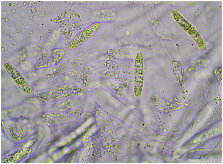 Didymellopsis collematum