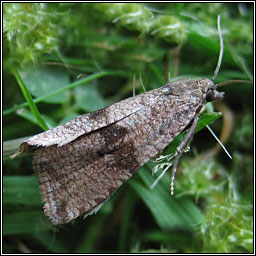 Celypha striana