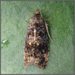 Endothenia ustulana