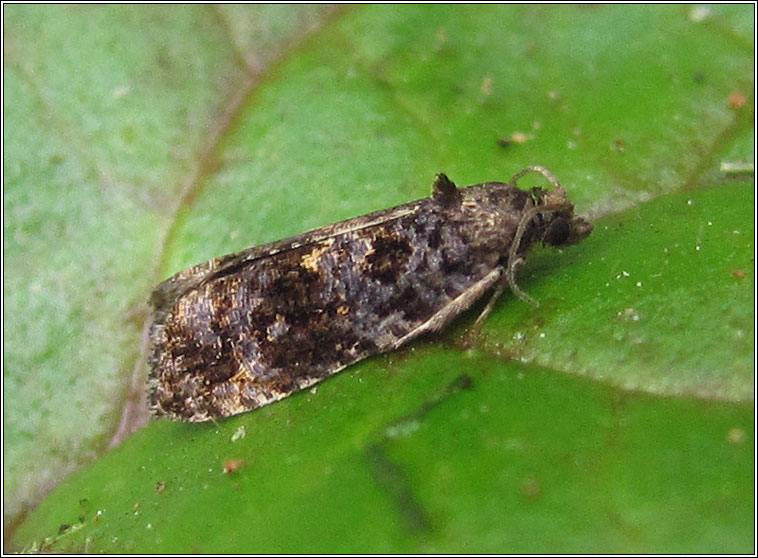 Endothenia ustulana