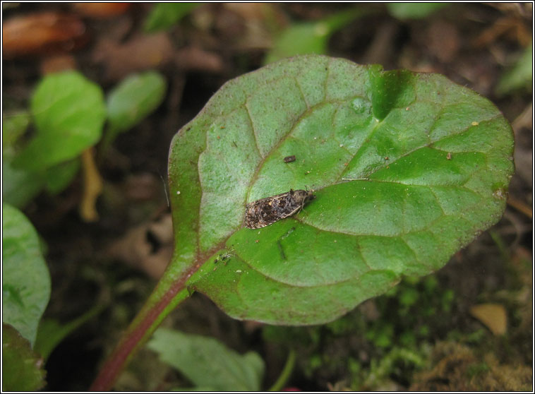 Endothenia ustulana