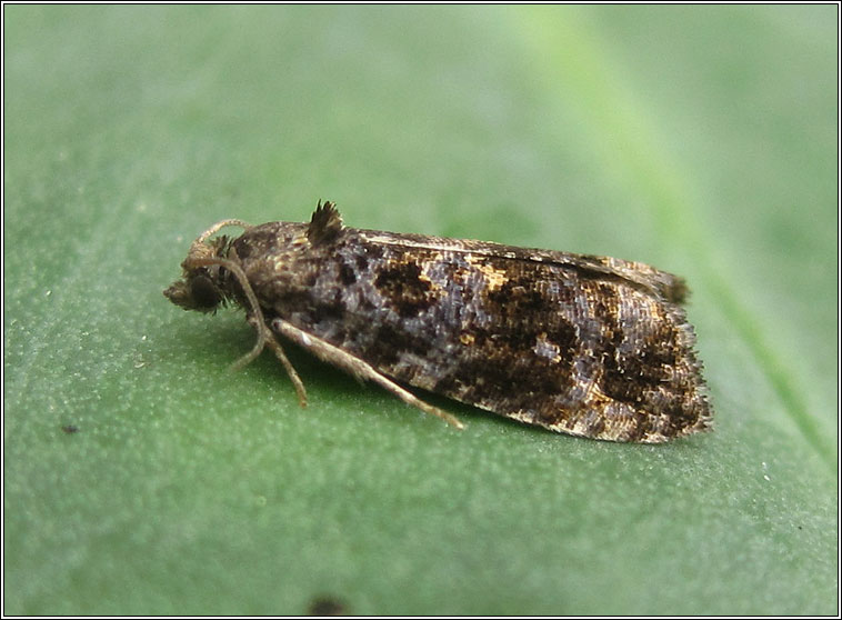 Endothenia ustulana