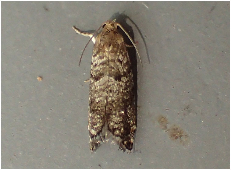 Epinotia nanana