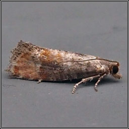 Pine Leaf-mining Moth, Clavigesta purdeyi