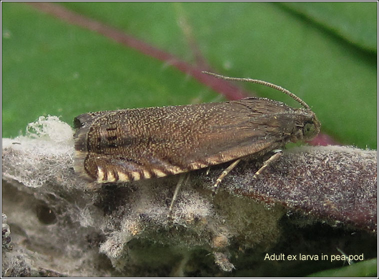Cydia nigricana, Pea Moth