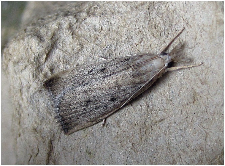 Calamotropha paludella