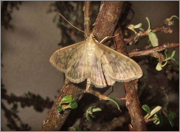 Mother of Pearl, Pleuroptya ruralis