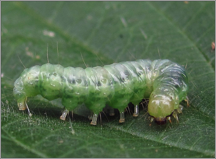 Mother of Pearl, Pleuroptya ruralis