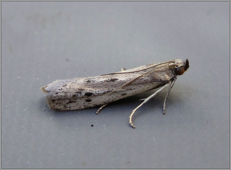 Phycitodes maritima