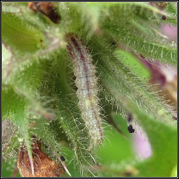 Amblyptilia acanthadactyla
