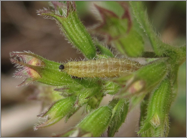 Amblyptilia acanthadactyla