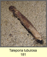 Taleporia tubulosa