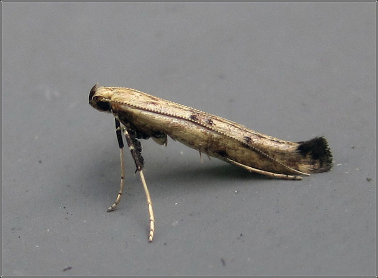 Caloptilia populetorum