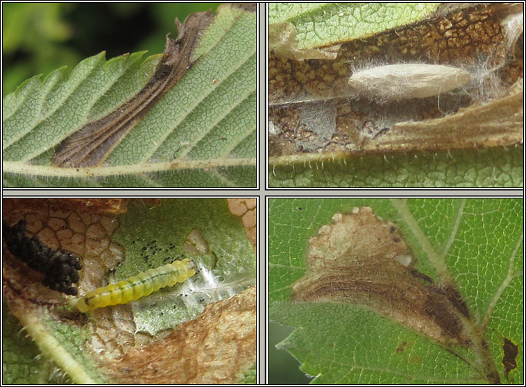 Phyllonorycter schreberella