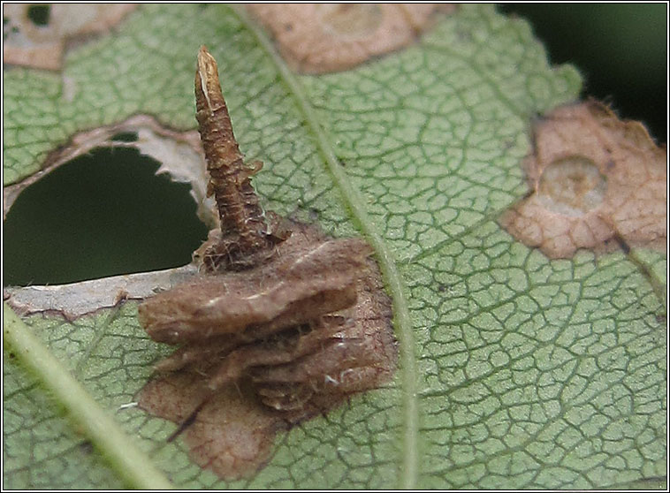 Coleophora ahenella