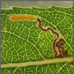 Stigmella obliquella