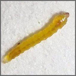 Stigmella incognitella