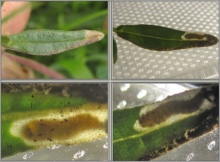Mompha miscella