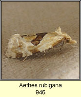 Aethes rubigana