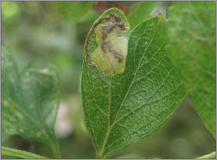 Stigmella hybnerella