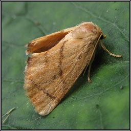 Festoon, Apoda limacodes