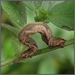Grey Pug, Eupithecia subfuscata