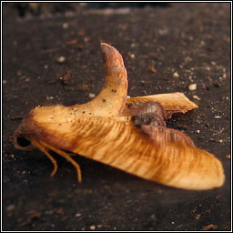 Scorched Wing, Plagodis dolabraria
