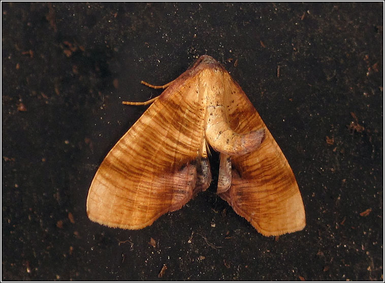 Scorched Wing, Plagodis dolabraria