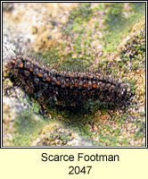 Scarce Footman, Eilema complana