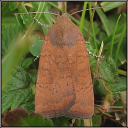 Least Yellow Underwing, Noctua interjecta