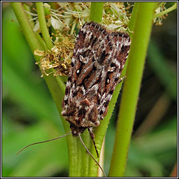 True Lovers Knot, Lycophotia porphyrea