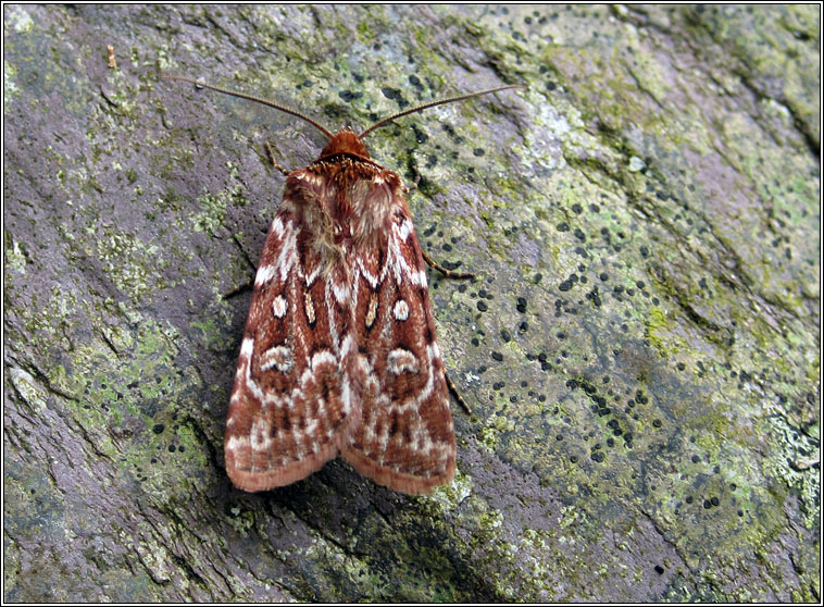 True Lovers Knot, Lycophotia porphyrea
