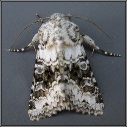 Broad-barred White, Hecatera bicolorata