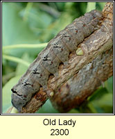 Old Lady, Mormo maura